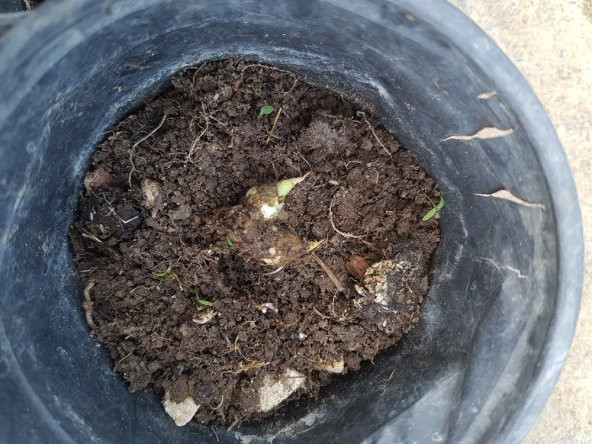 Polianthes tuberosa katlı sümbül teber sümbülteber soğanı - 5
