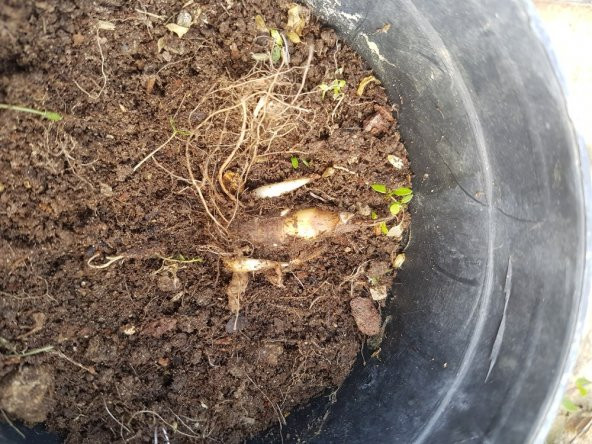 Polianthes tuberosa katlı sümbül teber sümbülteber soğanı - 6