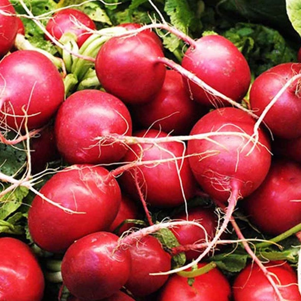 Kırmızı İri Turp Tohumu 10 gr Paket ürün görseli