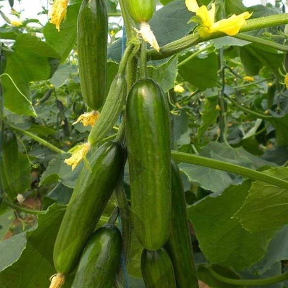 Köy Salatalığı Tohumu 5 gr Paket