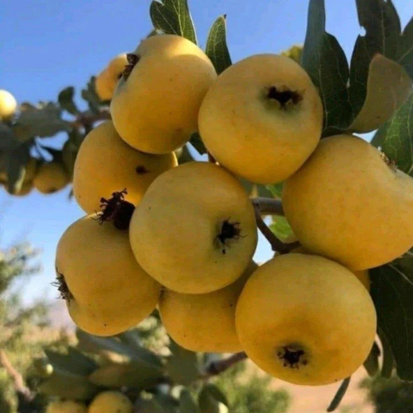 İri Meyveli Aşılı Sarı BELEN Alıç Fidanı, Tüplü - 2