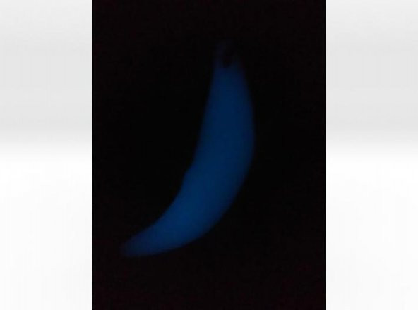 Wolf Fang Kolye ( 3D-Scan Kompozit) Plastik Aparat - Resim 2