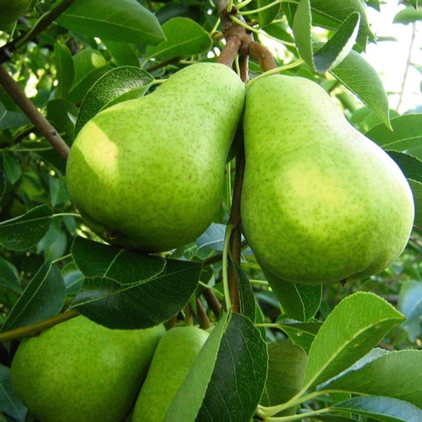 Tüplü, Aşılı, BAHRİ BEY Armut Fidanı - 1