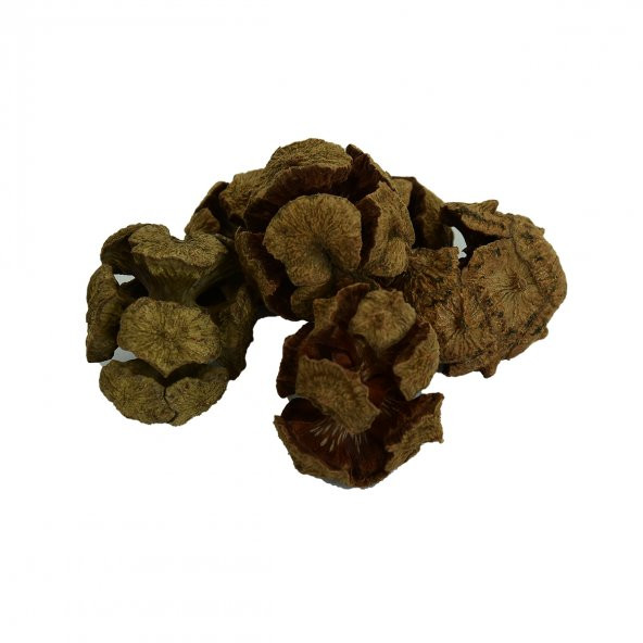 LokmanAVM Selvi Kozalağı Doğal 100 Gr Paket - 5
