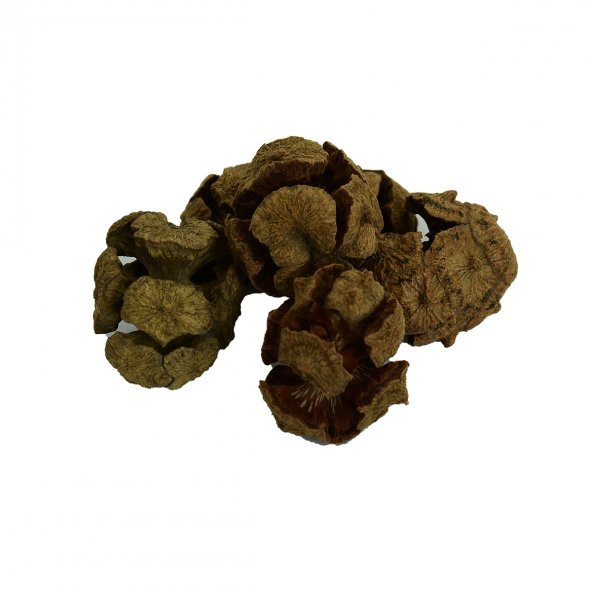 Doğan Selvi Kozalağı Doğal 1000 Gr Paket
