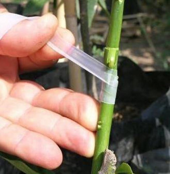 Ağaç Meyve Aşı Bandı Aşılama Bağı Fidan Bant 170 gram - 4