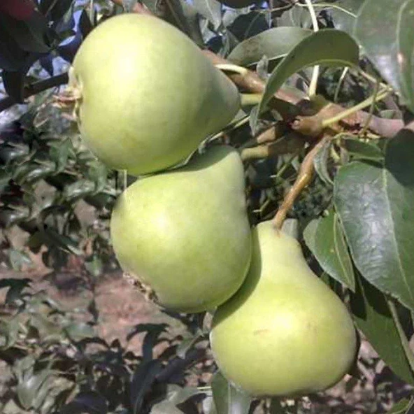 Tüplü, Aşılı, Erkenci KARAHÜSEYİN Armut Fidanı - 1