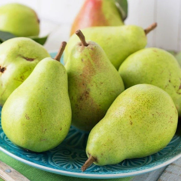 Tüplü, Aşılı, BAHRİ BEY Armut Fidanı - Resim 2