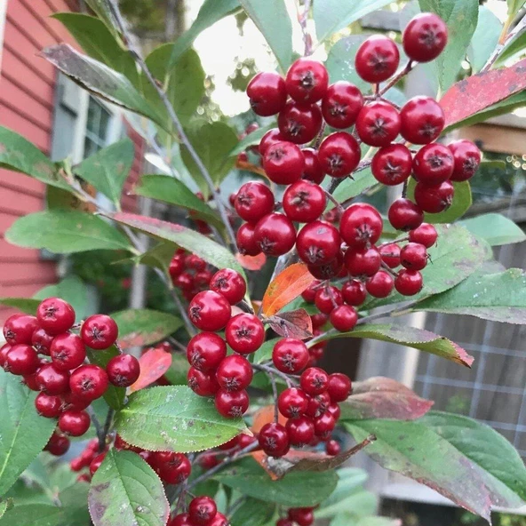 Tüplü Katya Cinsi Kırmızı Aronya Fidanı (Rus Yaban Mersini) ürün görseli