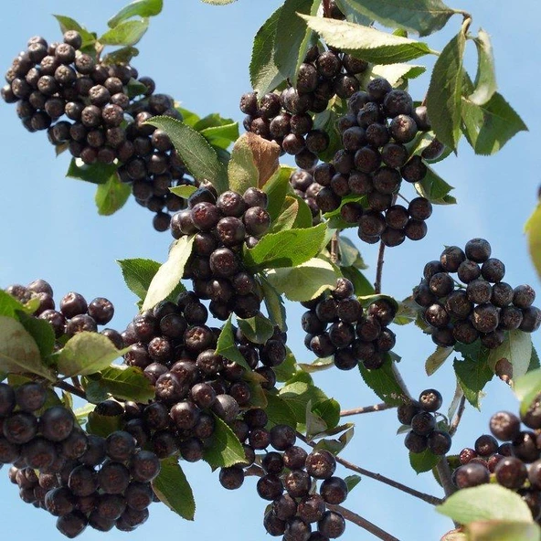 Nero Cinsi Siyah Aronya Chokeberry Fidanı - 2