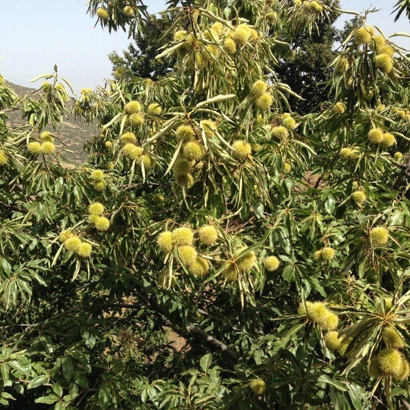 Tüplü Sarı Aşılama Kestane Fidanı - Resim 2