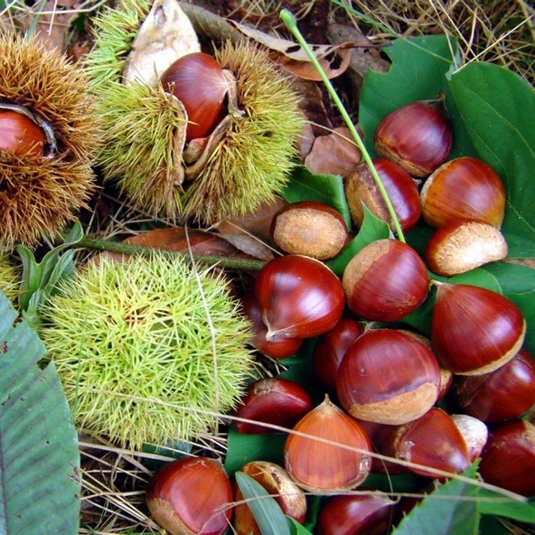 Tüplü Sarı Aşılama Kestane Fidanı ürün görseli