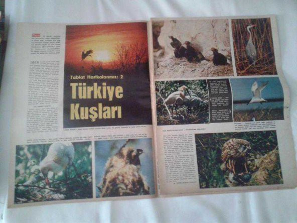 Hayat DERGİSİ PARÇASI - TÜRKİYE KUŞLARI-NAR TANESİ ÇİZGİ ROMAN BANDI