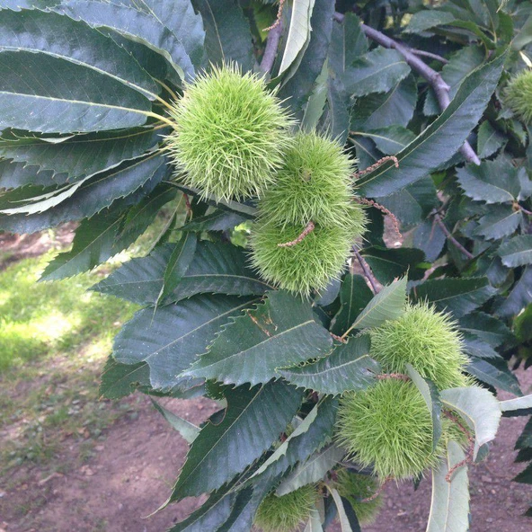 Tüplü Hacı Ömer Kestane Fidanı - Resim 2