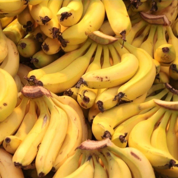 Musa Cavendish Muz Fidanı, Torbada - 3