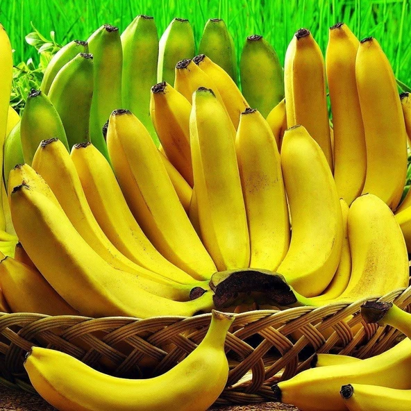 Musa Cavendish Muz Fidanı, Torbada - 5