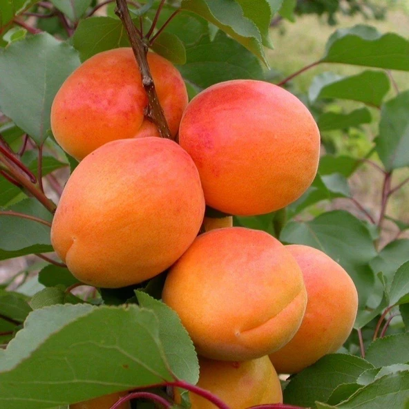 Tüplü Aşılı Al Kayısı Fidanı +80cm