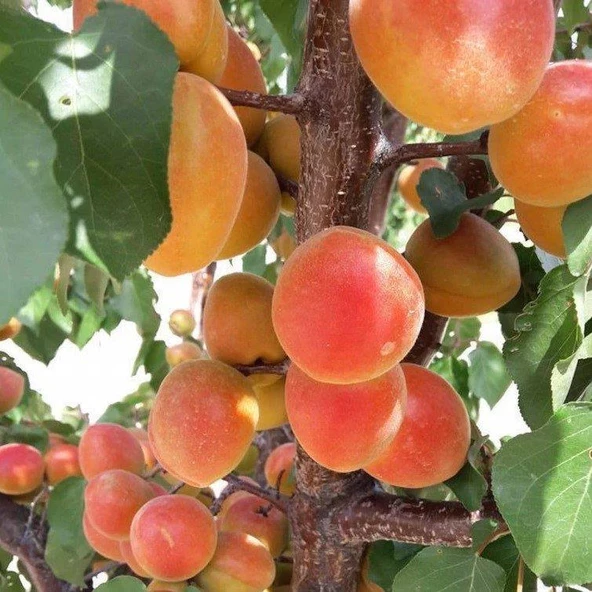 Tüplü Aşılı Al Kayısı Fidanı +80cm - 2