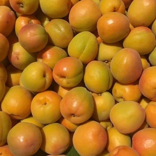 Tüplü Aşılı İtalyan Tokalı Cinsi Kayısı Fidanı +80cm - Resim 2