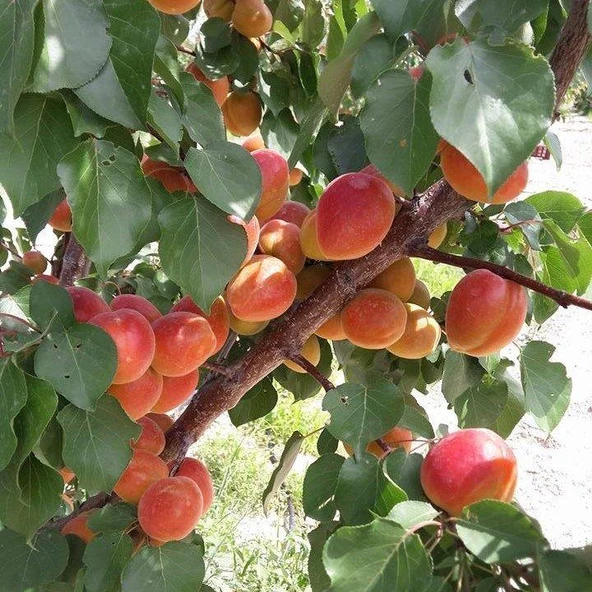 Tüplü Aşılı Aldeniz Perfect Red Cinsi Kayısı Fidanı +80cm - Resim 4