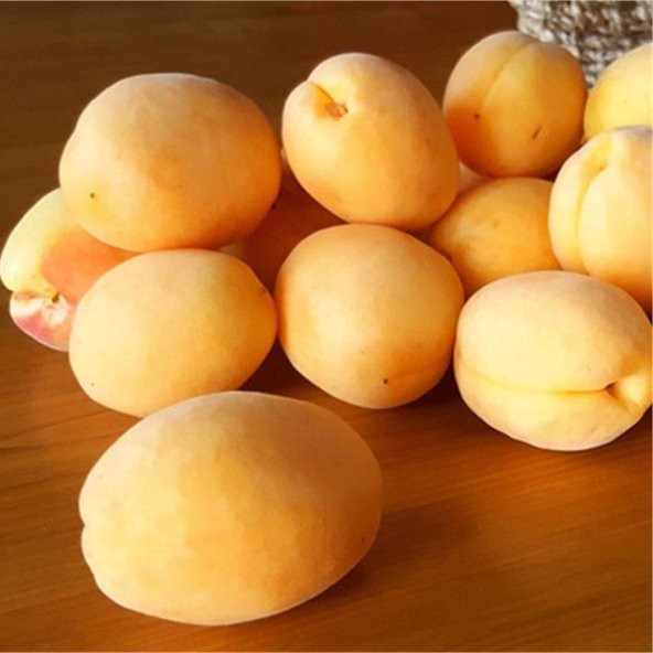 Tüplü Aşılı Proyma Cinsi Kayısı Fidanı +80cm - 2