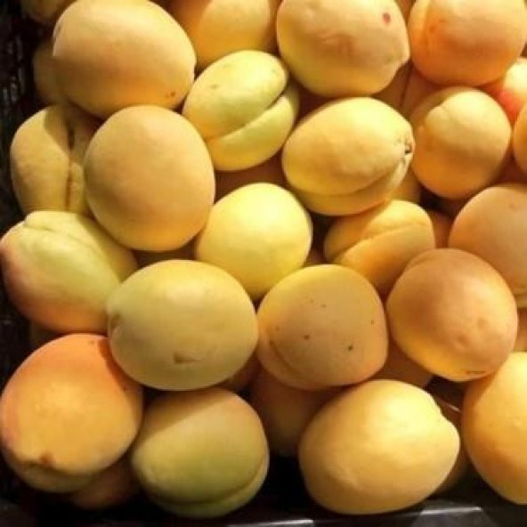 Tüplü Aşılı Proyma Cinsi Kayısı Fidanı +80cm - 3