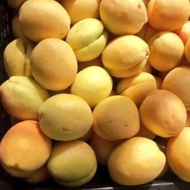 Tüplü Aşılı Proyma Cinsi Kayısı Fidanı +80cm - 3