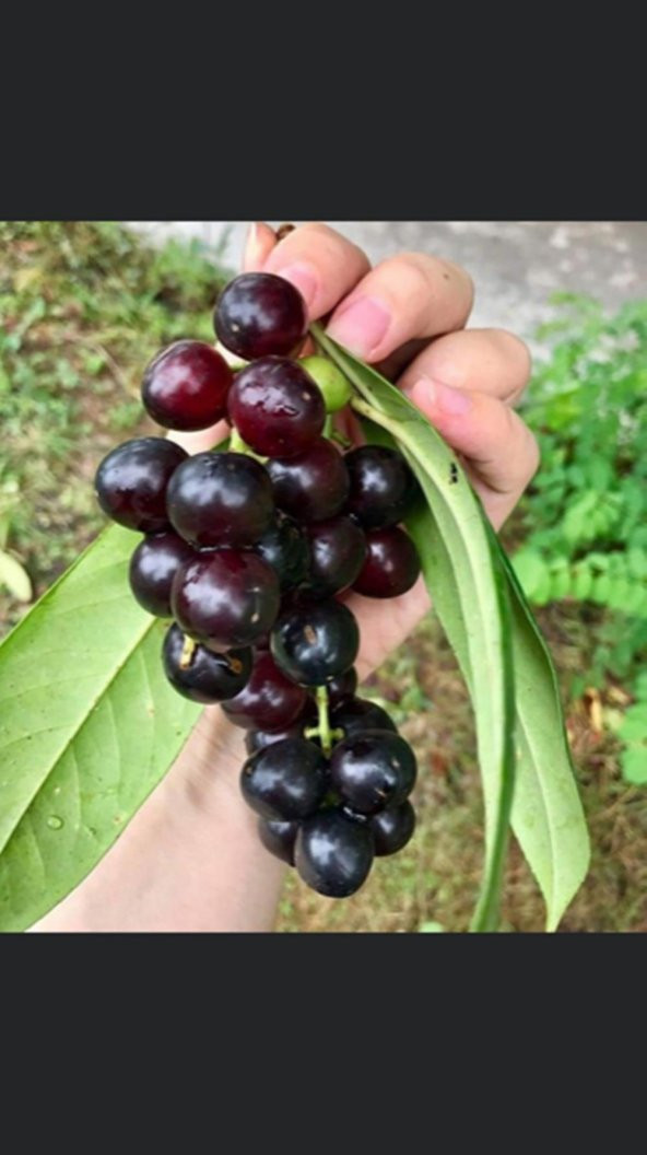 Meyve vermeye hazır Tüplü Laz Kirazı (karayemiş) Fidanı 3 Yaş Boy 130-150 cm