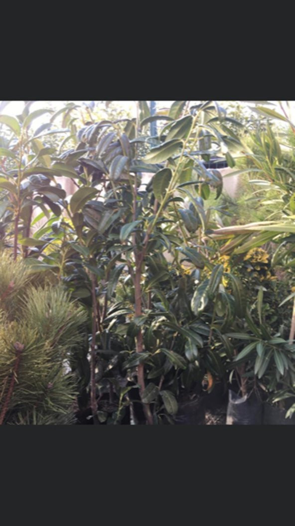 Meyve vermeye hazır Tüplü Laz Kirazı (karayemiş) Fidanı 3 Yaş Boy 130-150 cm - 2