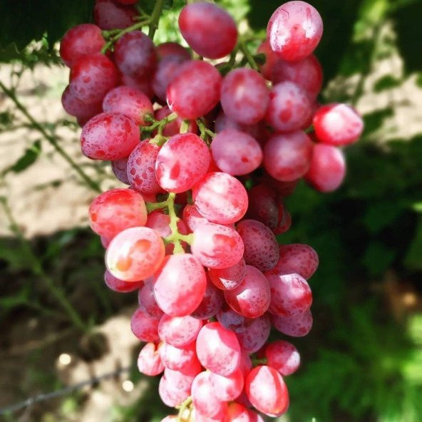 3-5 Metre Boyda Quen Cinsi Üzüm Fidanı ürün görseli