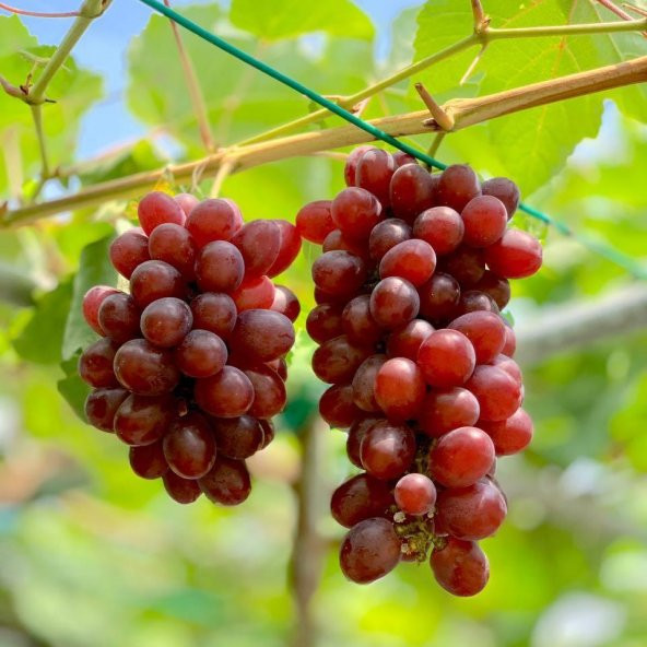 3-5 Metre Boyda Quen Cinsi Üzüm Fidanı - Resim 2