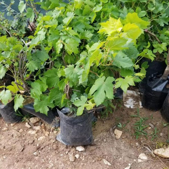 3-5 Metre Boyda Quen Cinsi Üzüm Fidanı - Resim 3