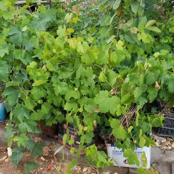 3-5 Metre Boyda Quen Cinsi Üzüm Fidanı - Resim 5