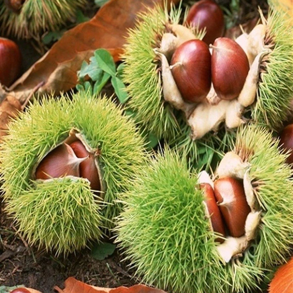 Tüplü Sarı Aşılama Kestane Fidanı - 2