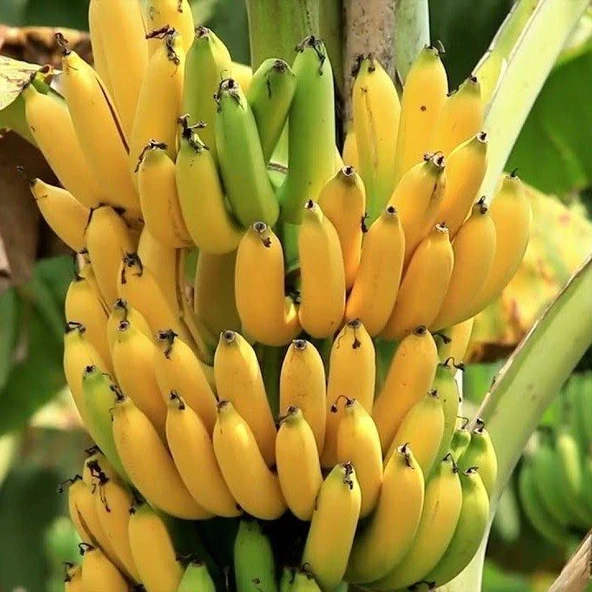 4 Farklı Muz Cinsi Fidan Paketi, Torbada ürün görseli