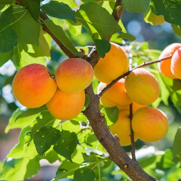 Tüplü Aşılı Erkenci Aurora Kayısı Fidanı +80cm - Resim 2