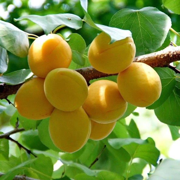 Tüplü Aşılı Ninfa Cinsi Kayısı Fidanı +80cm ürün görseli