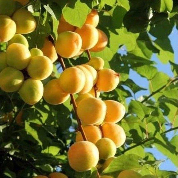 Tüplü Aşılı Ninfa Cinsi Kayısı Fidanı +80cm - Resim 2