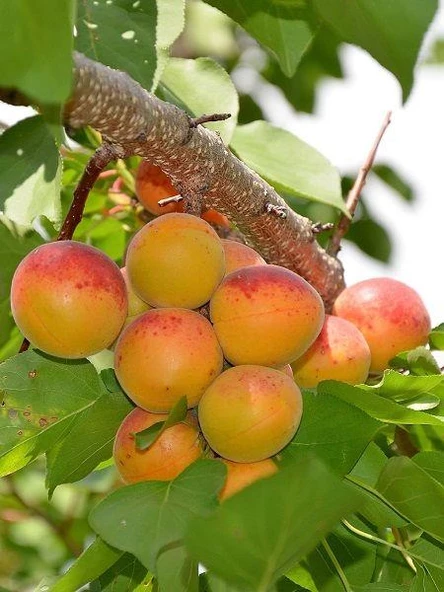 Tüplü Aşılı Bebeco Cinsi Kayısı Fidanı +80cm ürün görseli