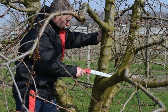 Felco 611 Budama Testeresi Kılıflı 33cm - 3