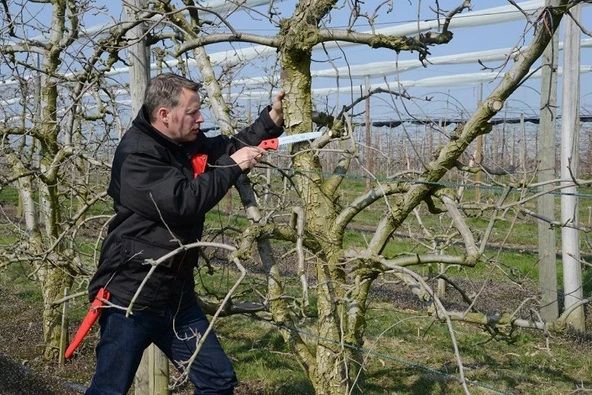 Felco 611 Budama Testeresi Kılıflı 33cm - 4