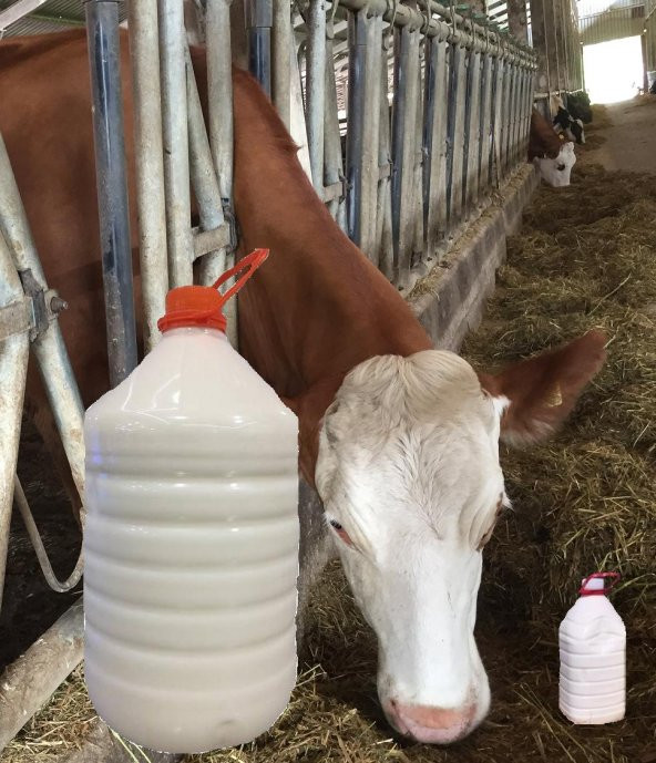Günlük İnek Sütü 5 litre - 2