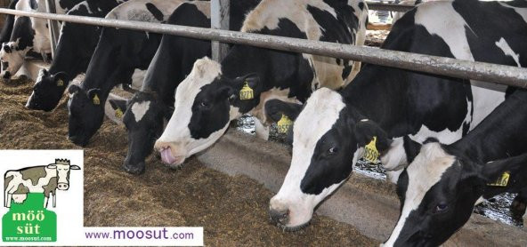 Günlük İnek Sütü 5 litre - 3