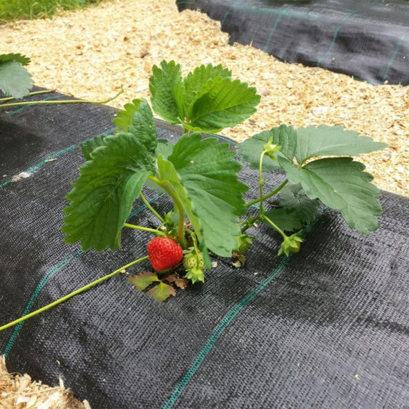 3x10 metre SULZER KUMAŞ SERA TABAN ÖRTÜSÜ JÜT BLUEBERRY PEYZAJ UYGULAMA ÖRTÜSÜ MULCH NAYLONU ÇİLEK MALÇ ürün görseli 1