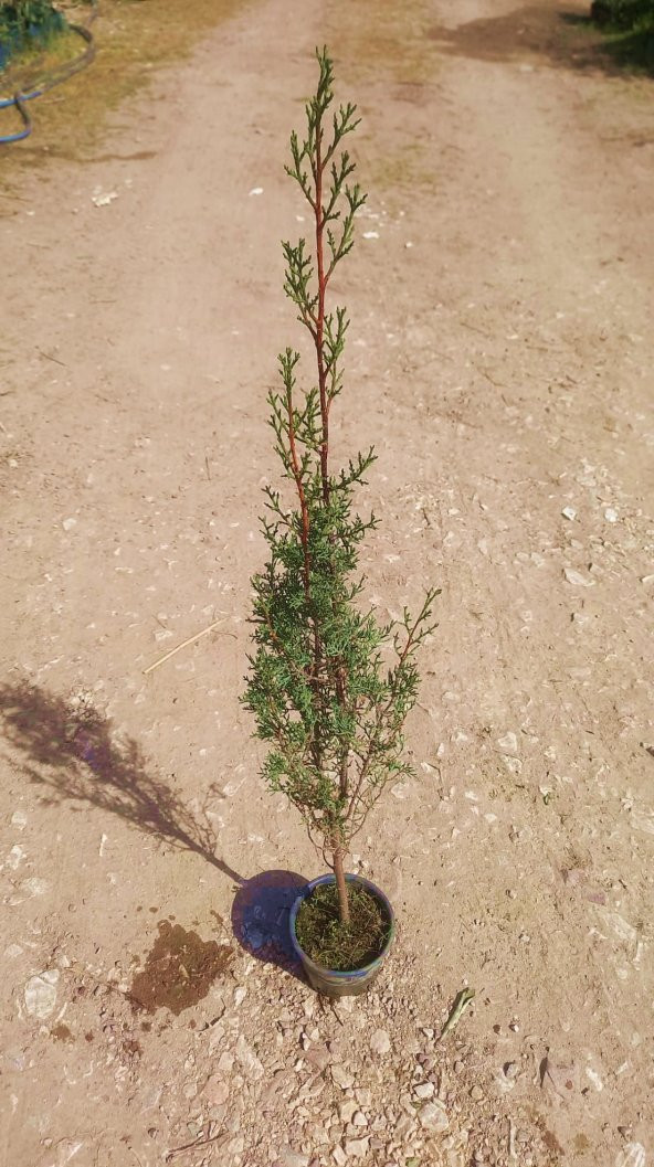 MEZARLIK ÇAMI - KABİR AĞACI 1 METRE - 4