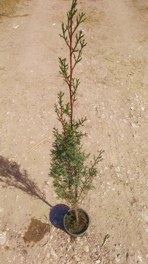 MEZARLIK ÇAMI - KABİR AĞACI 1 METRE - 2