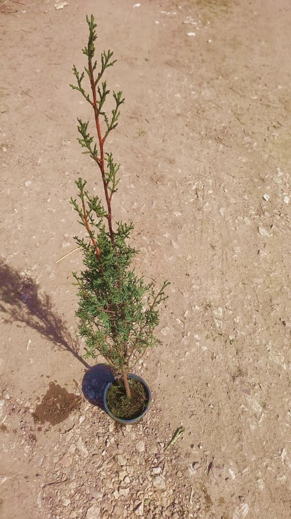 MEZARLIK ÇAMI - KABİR AĞACI 1 METRE - 3