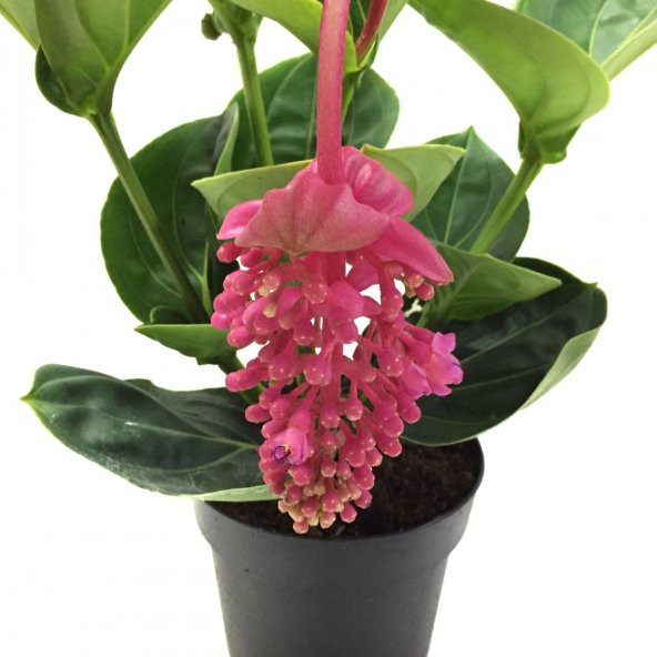 MEDİNE GÜLÜ ÇİÇEĞİ - Medinilla Magnifica HEDİYELİK EV BİTKİSİ - 4