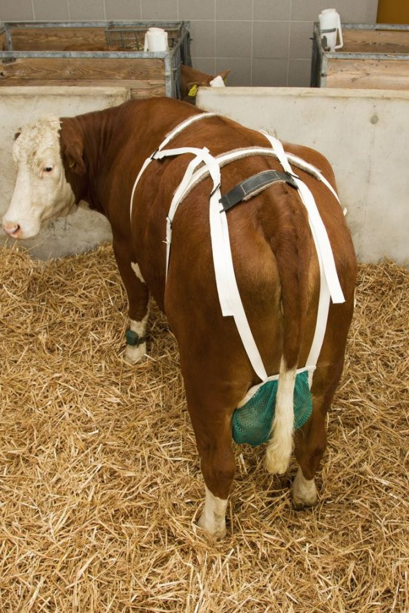 Meme Koruma, L Beden ürün görseli 1