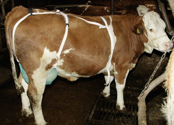 Meme Koruma, L Beden - Resim 2